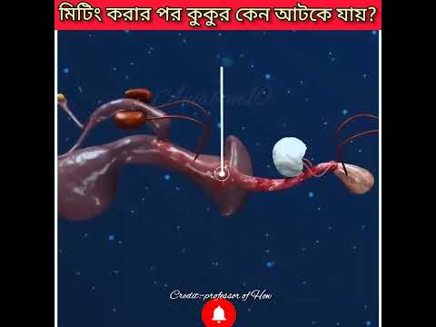 😱মিটিং করার পর কুকুর কেন আটকে যায়?🤔#shorts