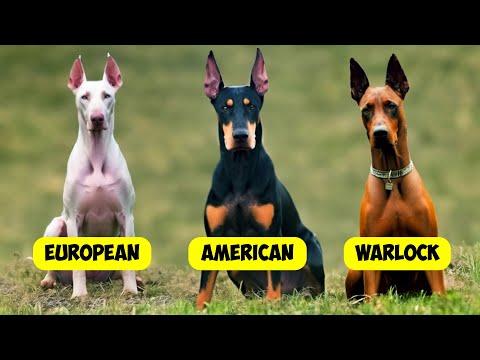 DOBERMAN PINSCHER TYPES  - 3 TYPES OF DOBERMANNS