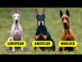 DOBERMAN PINSCHER TYPES 3 TYPES OF DOBERMANNS