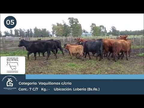 Lote VQ M.A.S. -C/ CRIA - Lobería Bs As