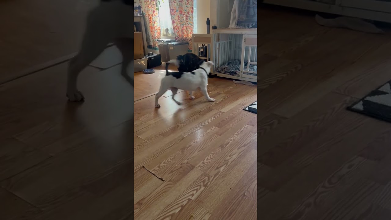 Brutus , a ADOPTABLE mixed breed in Myrtle Beach, SC video 4/4