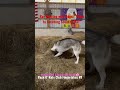 Rat Hunting with Dogs: “Climb to Catching Scent to RAT” #fingerlakes #packorats