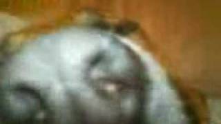 Temazepam Party - SLEEPY FLO - Ultimate Dog Tease