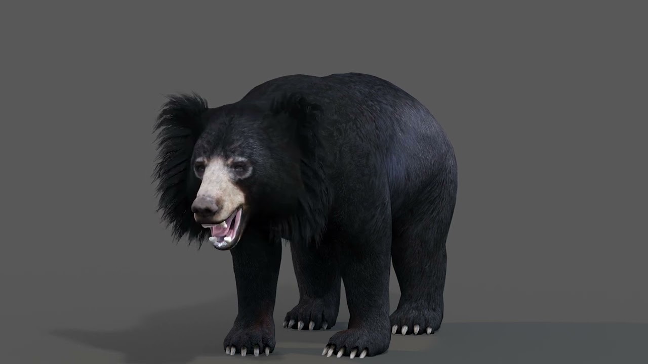 Animated Sloth Bear 3D Model