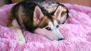 Pupnaps Dog Bed Review – Siberian Huskies Test New Beds