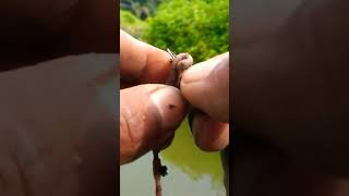 Download lagu Cara pakai umpan cacing buat mancing mp3