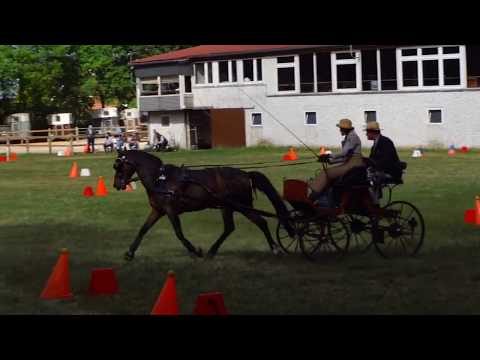 Fahrturnier Alfhausen 25.5.2019