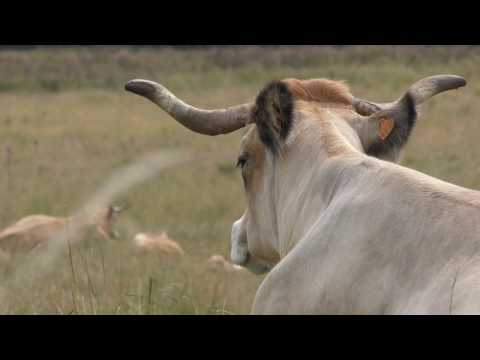 Restaurant étoilé Bras Laguiole