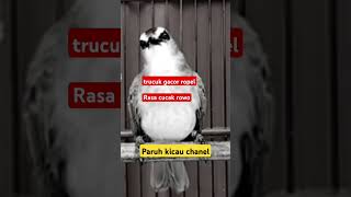 Download lagu Trucukan gacor ropel rasa cucak rowo #trucukangacor #shorts #shortsvideo #shortsfeed #shortsviral mp3