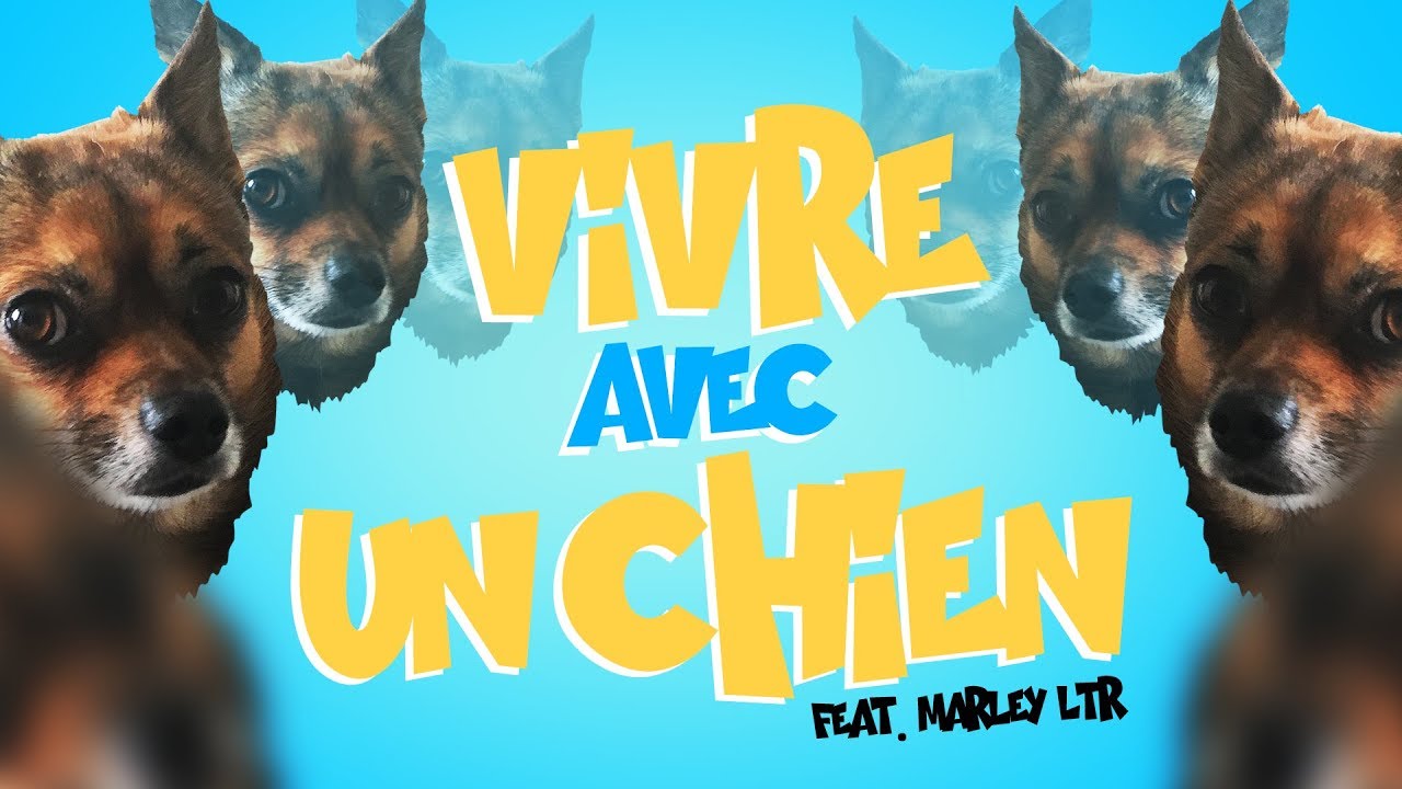 Vivre avec un chien ft. Marley Ltr !