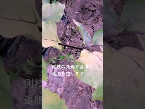 果樹の根元に肥料を与える時期は？品種ごとにどのような肥料を与えればよいですか？  庭園