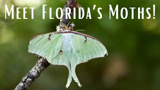 Meet Florida's Moths!