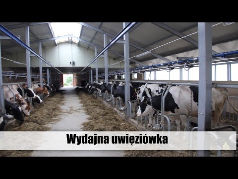 Wydajna uwięziówka - obora Roberta Saniewskiego - top agrar Polska