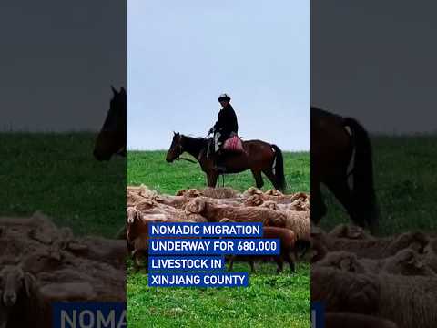 Nomadic migration underway for 680,000 livestock in Xinjiang county
