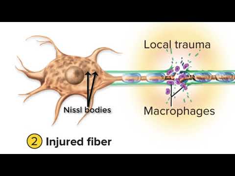 Damage and Repair in the Peripheral Nervous System