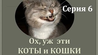 СМЕШНЫЕ КОТЫ И КОШКИ.ПОДБОРКА #6Funny Cats Complation