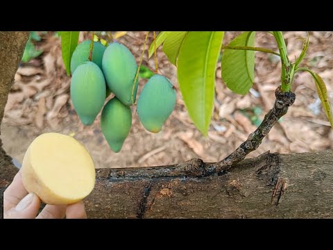 Best Potato Hormone | How to Grafting Mango Tree with Two Branches Using Potato
