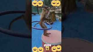 Download lagu TIKTOK MONYET LUCU mp3