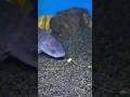 Seperti Ini Cara Ikan Nila Makan Umpan