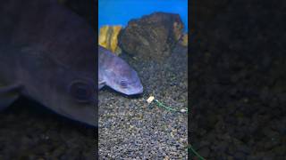 Download lagu Seperti Ini Cara Ikan Nila Makan Umpan mp3