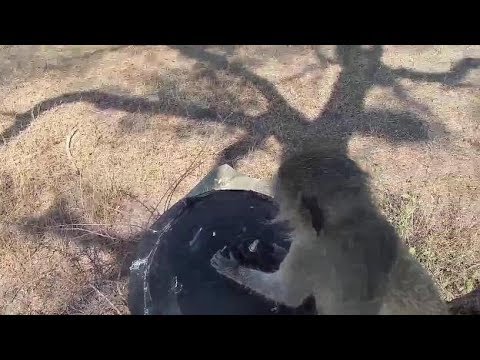 Djuma: Vervet Monkey techs at cam tree - 12:02 - 08/19/19