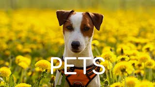 ✅ Pets Background Music No Copyright Free Funny 