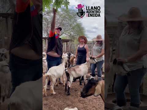Llano adentro caprino