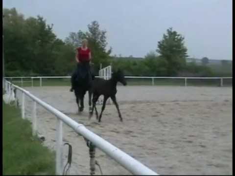 Dubhan (Hengst/ÖWBl/verkäuflich)12 weeks - Decurio - Ahorn-Alibi / Renegade`s Return-Ramiro Z