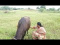 Buffaloprepare Milking Try