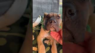 Video preview image #1 Mutt Puppy For Sale in Goodyear, AZ, USA