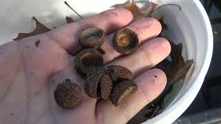 How to Collect Oak Leaves and Acorn Caps for Aquarium Botanicals