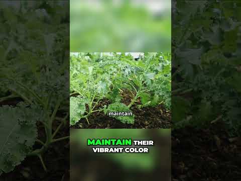 Unlock Kale's Freezer Secret  Vibrant Greens All Year!