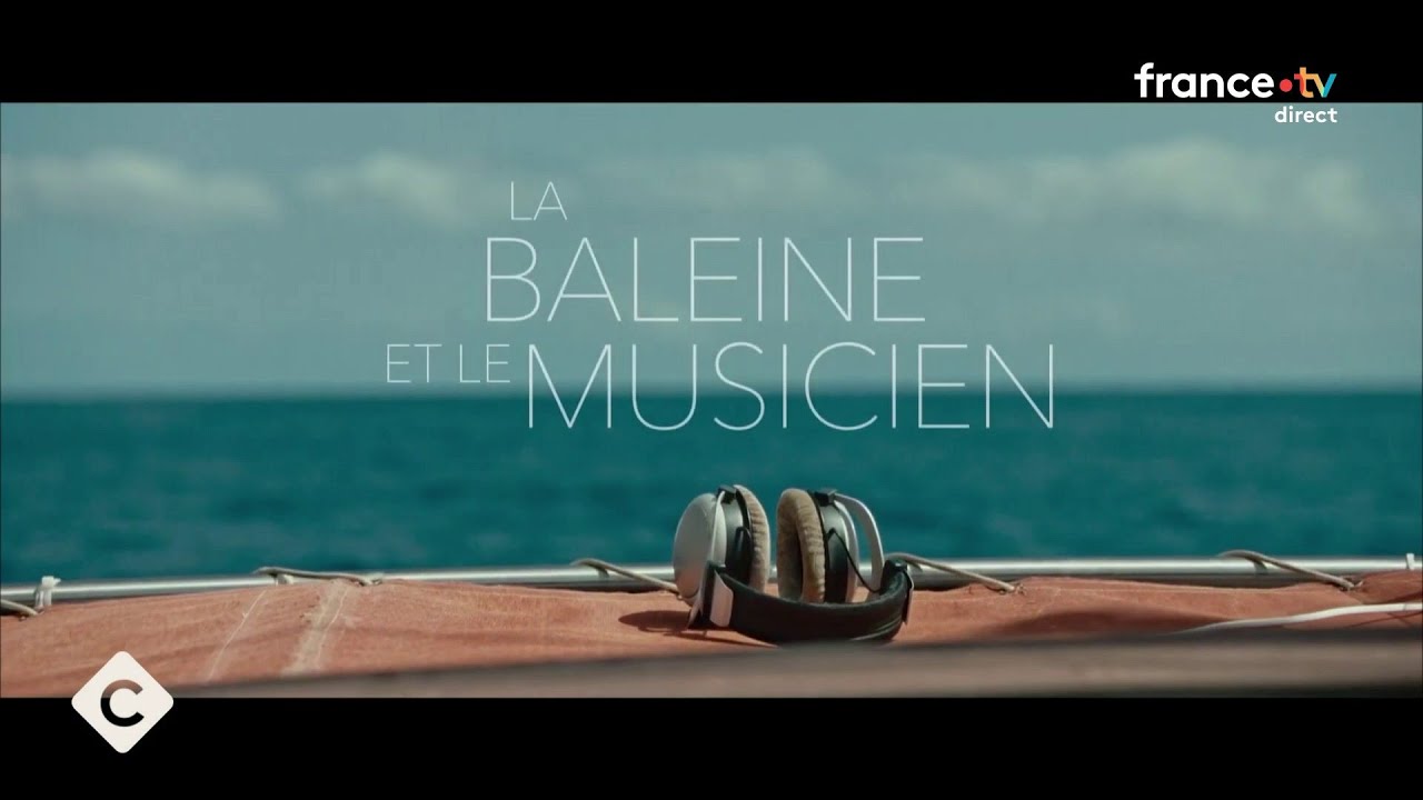 Le musicien Rone à la rencontre des baleines - L’œil d’Églantine Éméyé