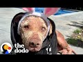Blind Senior Dog Was Found Roaming The Streets The Dodo