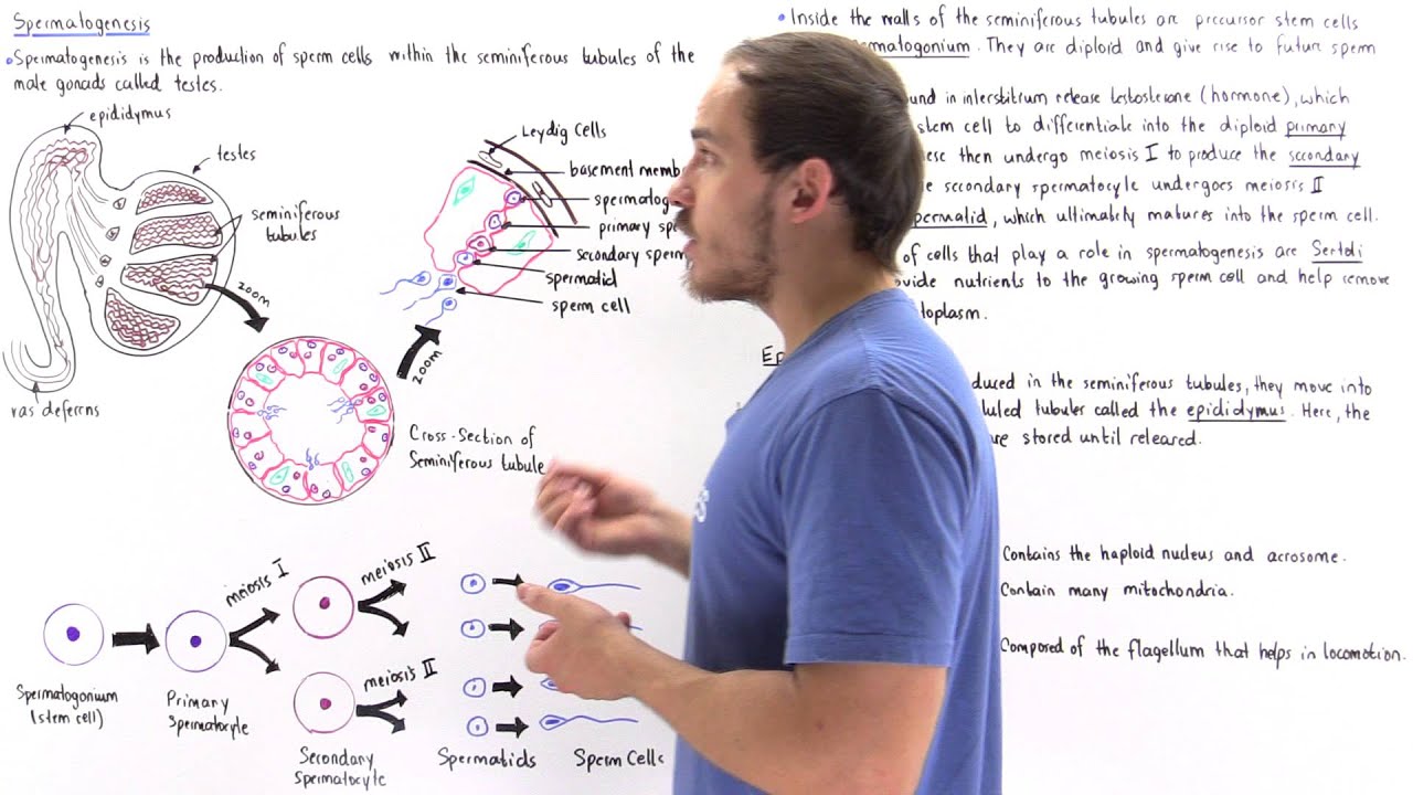 Spermatogenesis