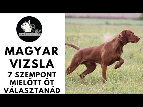 Mielőtt kutyát vennél - MAGYAR VIZSLA - 7 fontos szempont, mielőtt őt választanád!  DogCast TV