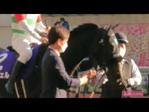 2021.11.14 阪神競馬場 エリザベス女王杯 コトブキテティス パドック