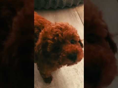 Perros Caniche Toy en venta