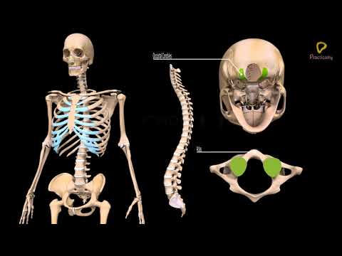 Practically's Concepts - Human Skeletal System - The Vertebral Column - #LearnPractically