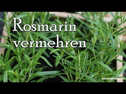 Die Schuppenflechte das Erbe oder nicht Die Schuppenflechte beim zweijährigen Kind des Fotos
