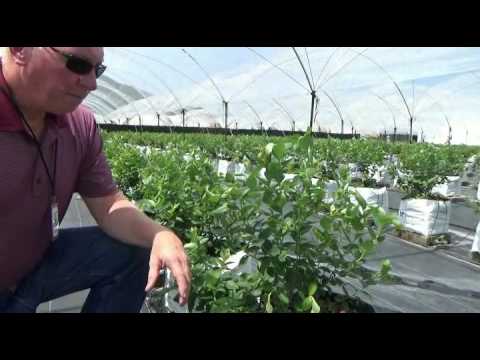 Excessive water stress in blueberry plants