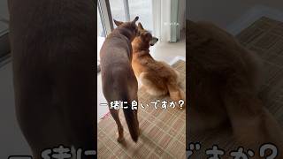 #雑種犬 #癒し #のんびり #犬 #リラックス #犬との暮らし