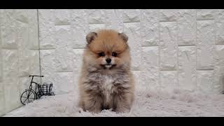 ポメラニアンの動画01