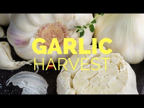 download lagu mp3 mp4 Sicilian Artichoke Garlic, download lagu Sicilian Artichoke Garlic gratis, unduh video klip Sicilian Artichoke Garlic