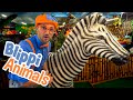 Blippi And Jungle Animals Explore With BLIPPI Educational Videos For Toddlers