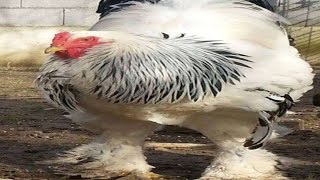 Cover art for project australia