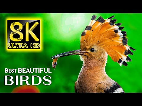 Best Beautiful BIRDS COLLECTION in 8K ULTRA HD - Nature Sounds Relaxing Music with Birds Chirping