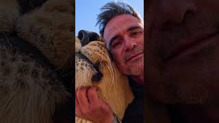 Head-bumping a LION #fun #animals #wildlife