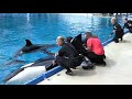 Killer Whale Milk Study At SeaWorld San Diego SeaWorld San Diego