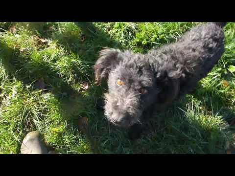 Lara, Tristan, Vega und Renata 6.11.2020